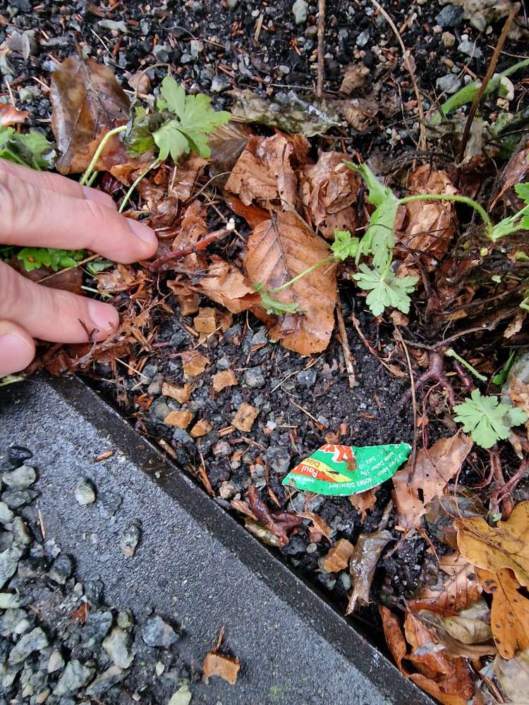 Giftköder-Versteckte Leckerlis-Profilbild