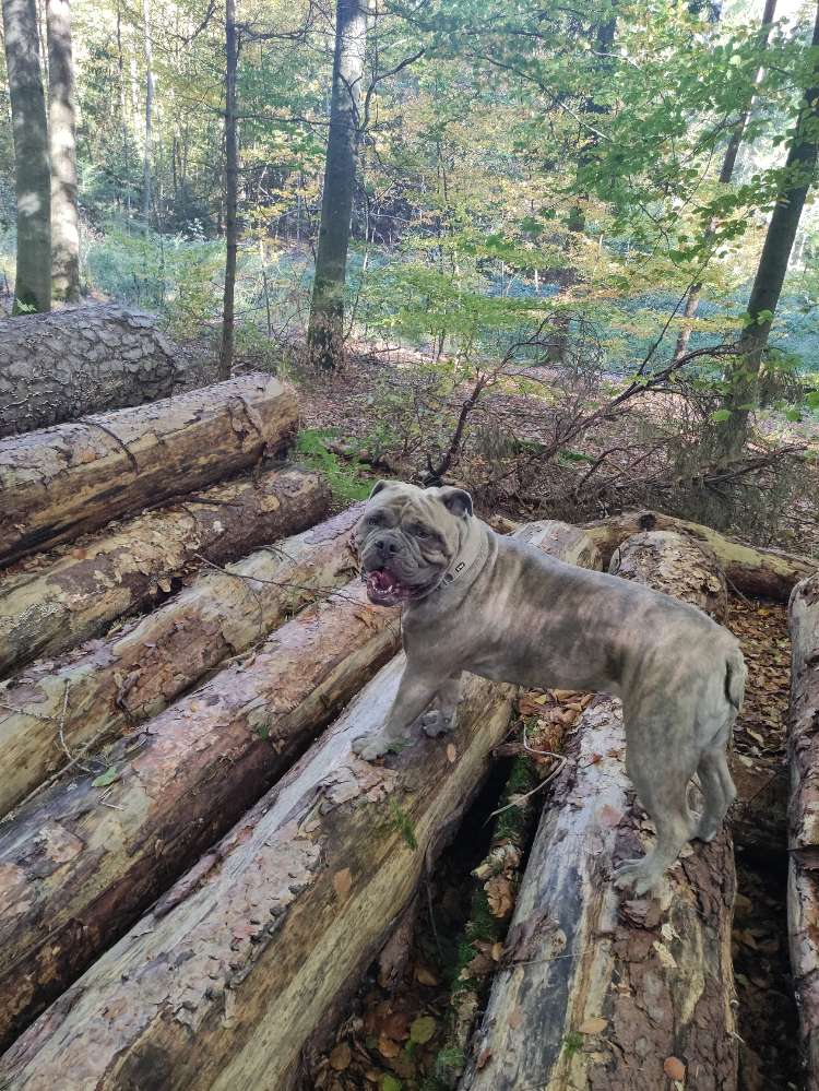 Hundetreffen-Bollerköpfe-Profilbild