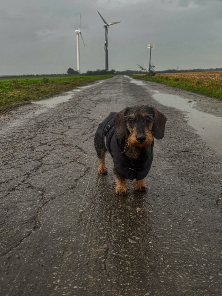 Hundetreffen-Dackel sucht Freundin-Profilbild
