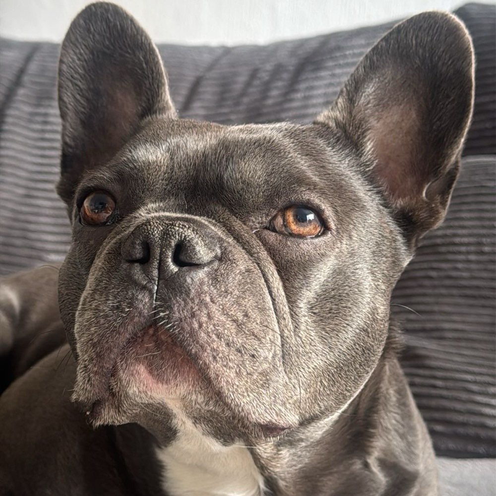 Hundetreffen-Frenchie-Treffen für Gassirunde/Toben-Profilbild