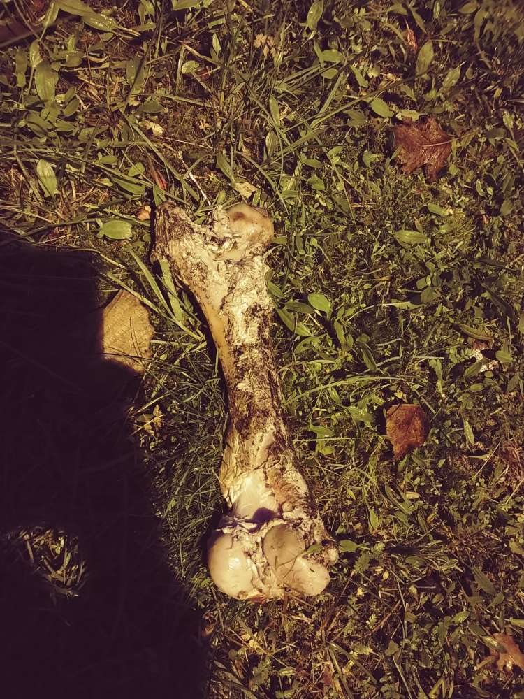 Giftköder-Großer Knochen-Profilbild