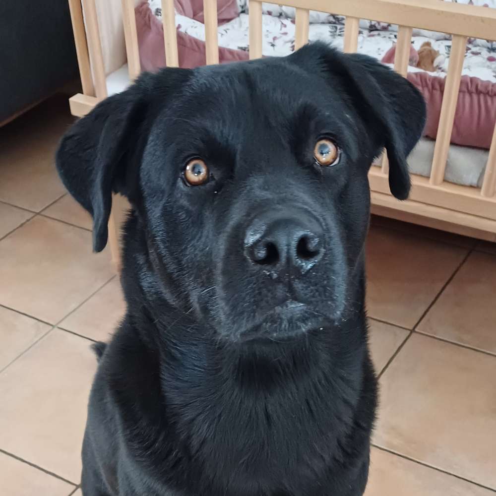 Hundetreffen-Gassi Treff und Gemeinsames spielen-Profilbild