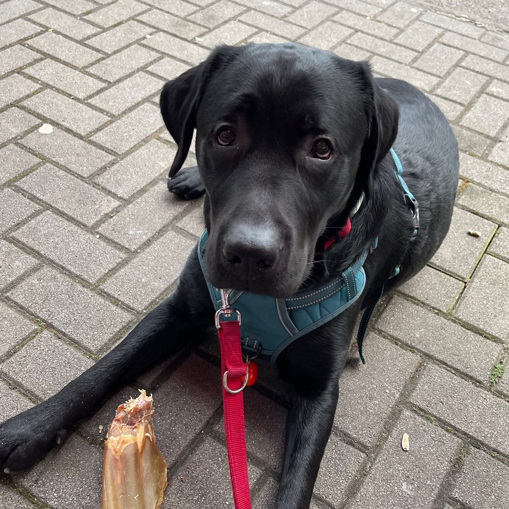 Hundetreffen-Hundeplatz Treffen-Profilbild