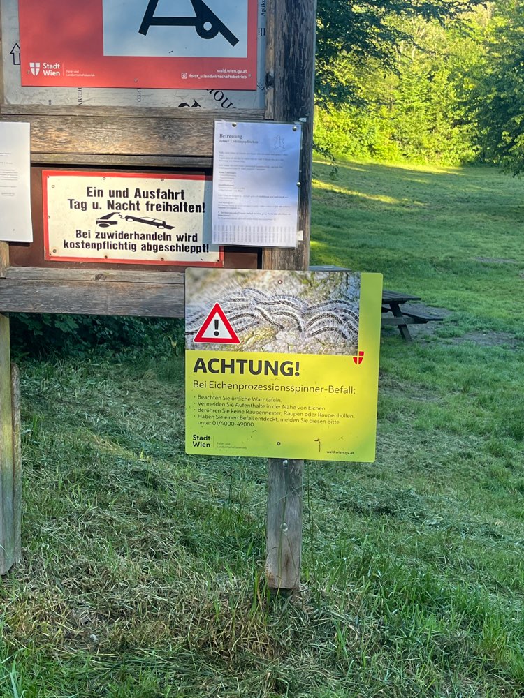 Giftköder-Eichenprozessionsspinner-Profilbild