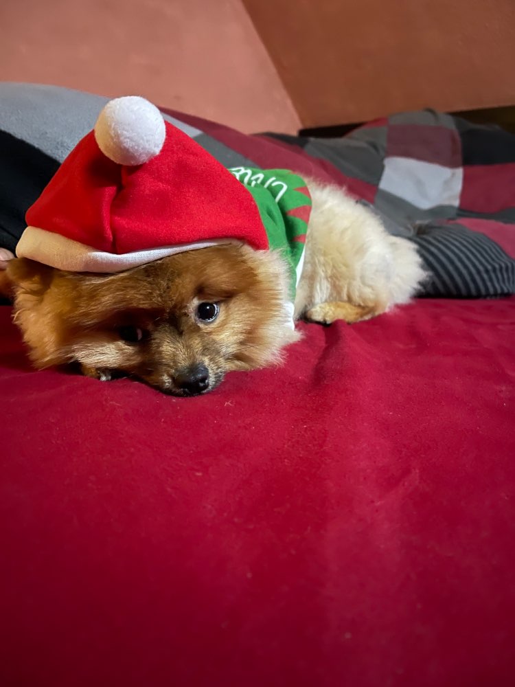 Hundetreffen-Spielrunden-Profilbild