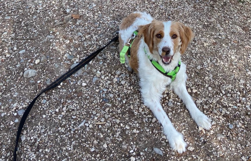 Giftköder-Vergifteter Hund-Profilbild