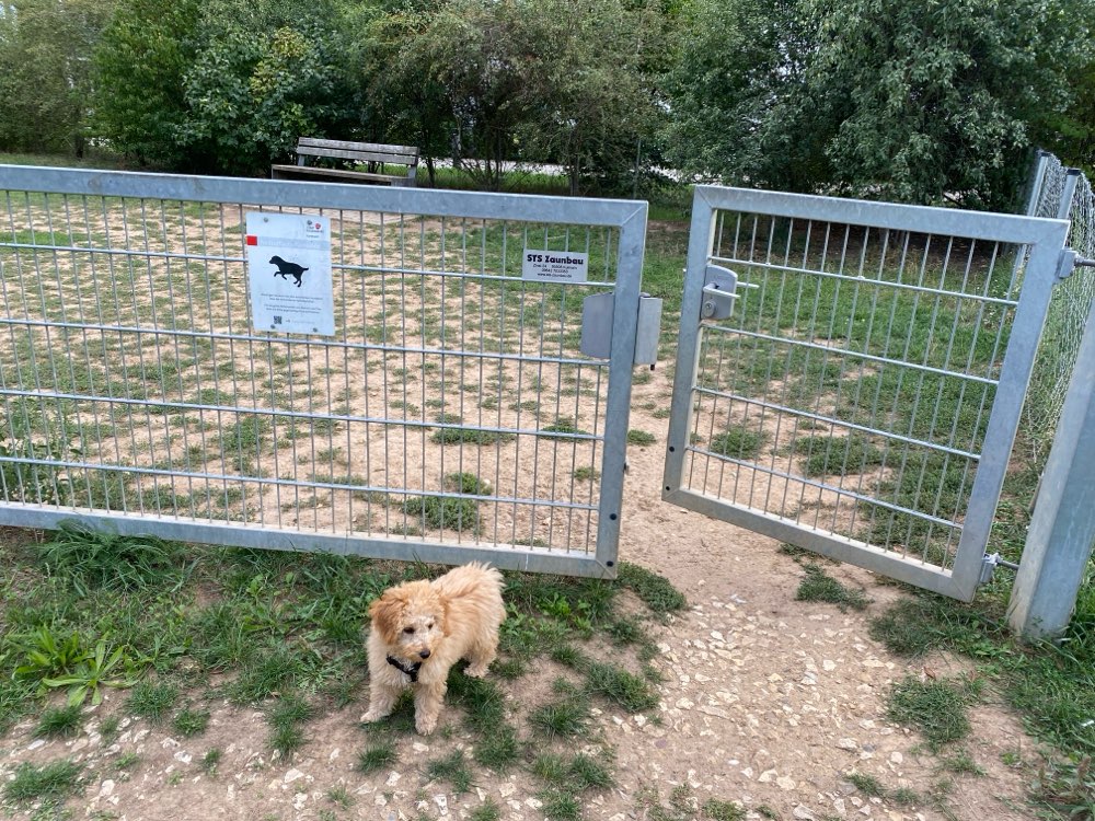 Hundetreffen-Wer hat Interesse an einer Welpen-Spielrunde?-Profilbild
