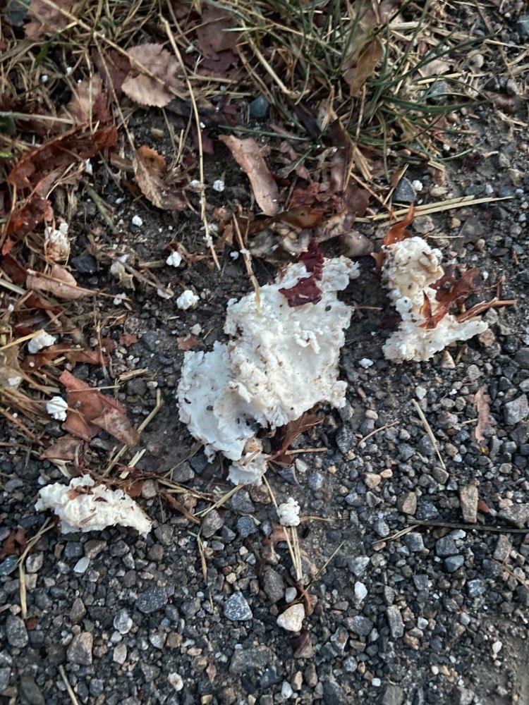 Giftköder-Giftköder-Profilbild