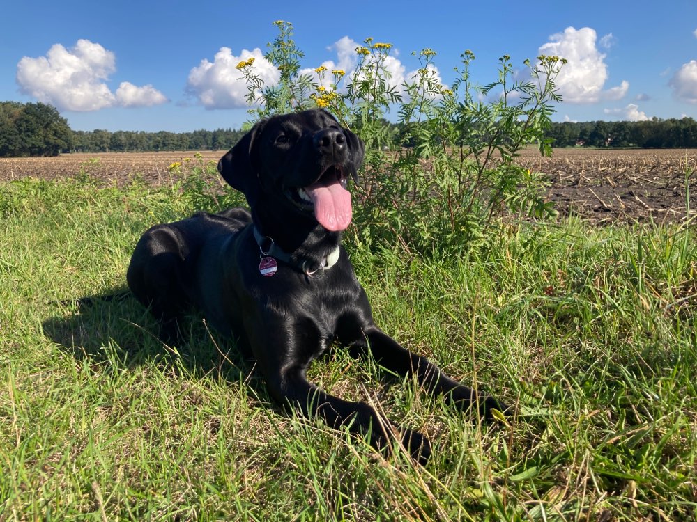 Hundetreffen-Gassirunde-Profilbild