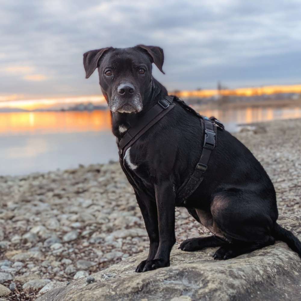 Hundetreffen-Hundefreunde🐶⚓🥰-Profilbild