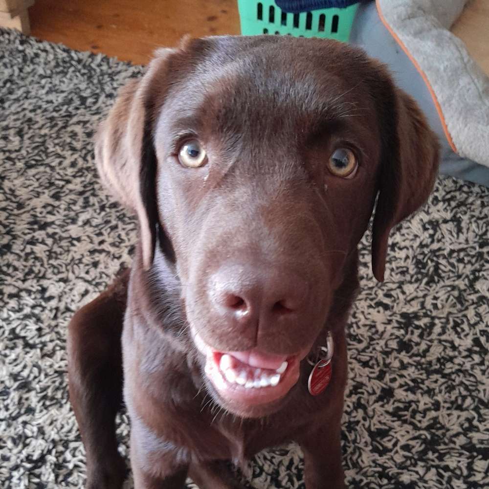 Hundetreffen-Junghund sucht Dominanz-Profilbild