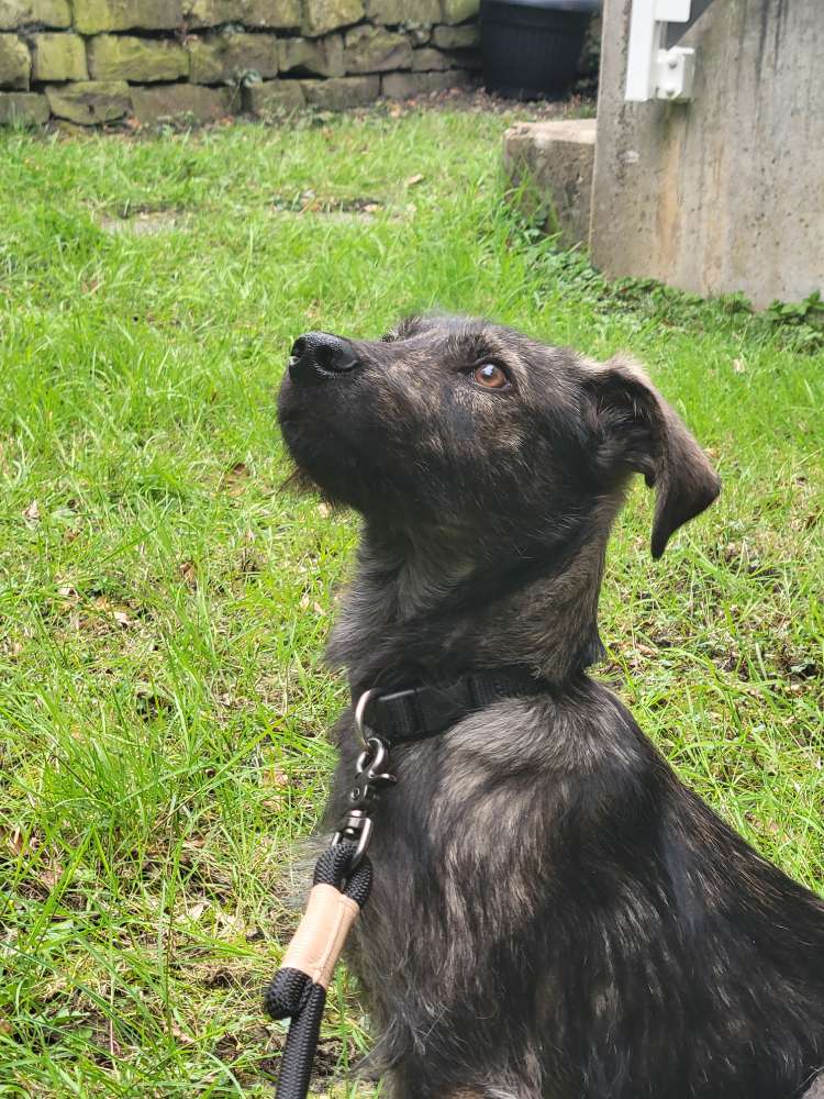 Hundetreffen-Scheue Junghündin sucht positive Hundekontakte-Profilbild
