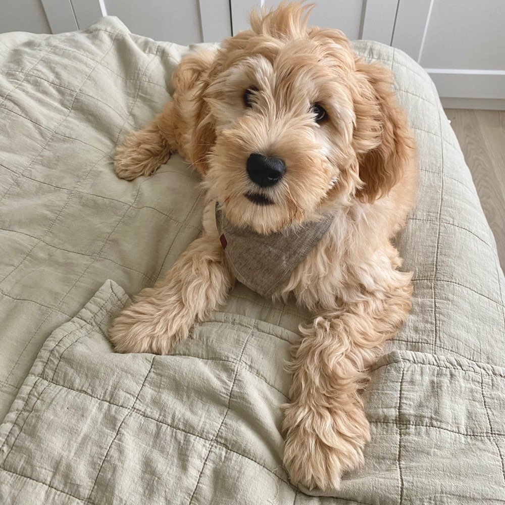 Hundetreffen-Welpenspielen-Profilbild