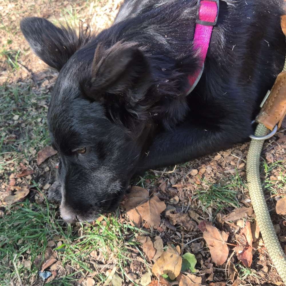 Hundetreffen-Hilfe bei Unsicherheit-Profilbild