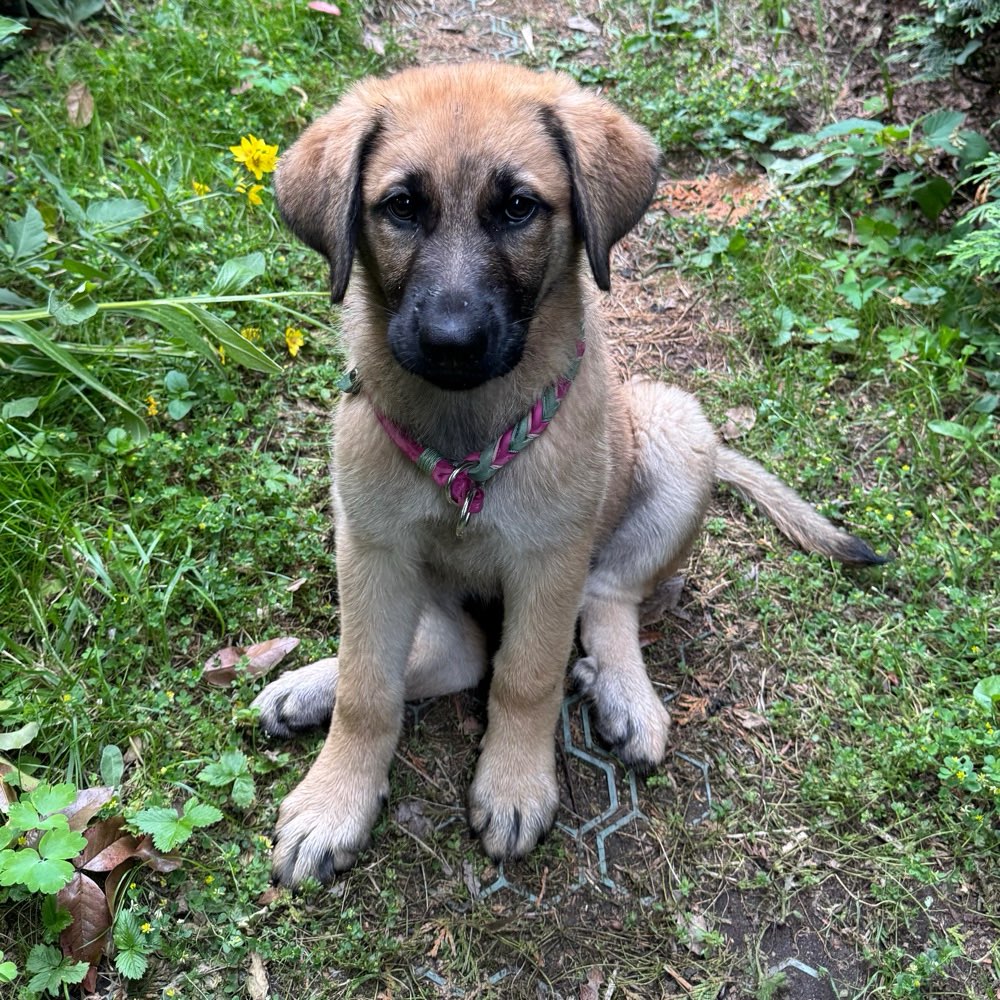 Hundetreffen-Suchen Spielkammeraden und Hunde für die Sozialisierung.-Profilbild