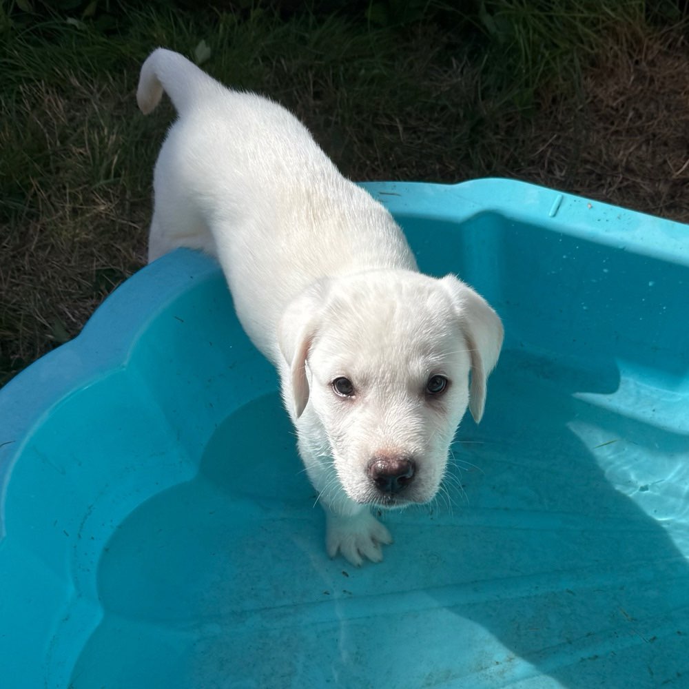 Hundetreffen-Welpentreffen-Profilbild