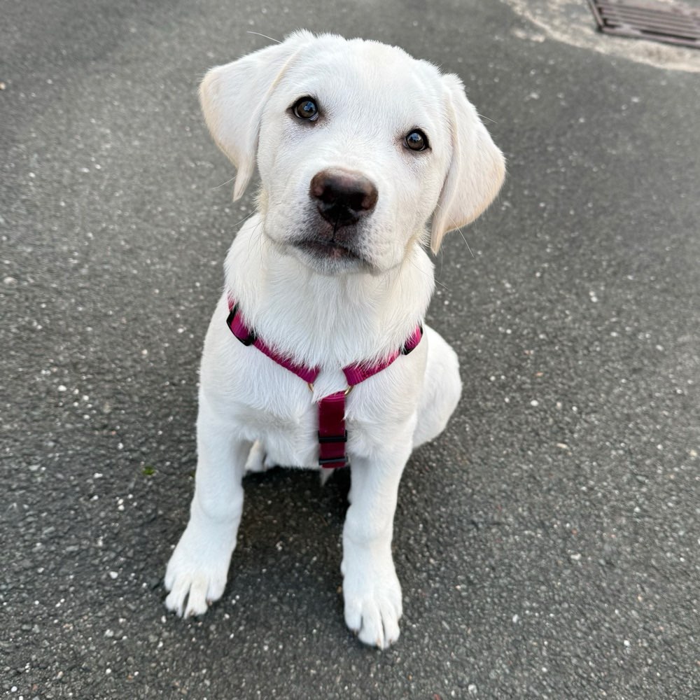Hundetreffen-Spielrunde / Hundekontakt-Profilbild