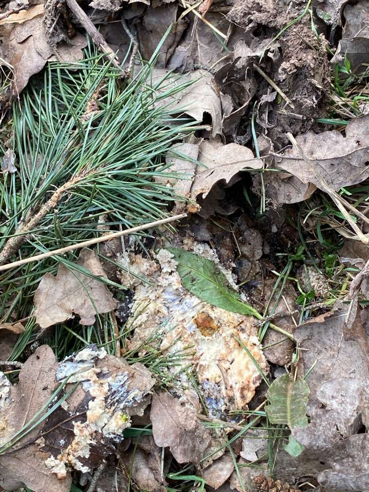 Giftköder-Komisches Zeug im Graben-Profilbild