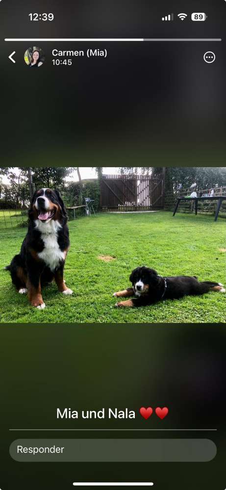 Hundetreffen-Welpen Treffen/Gassirunde-Profilbild