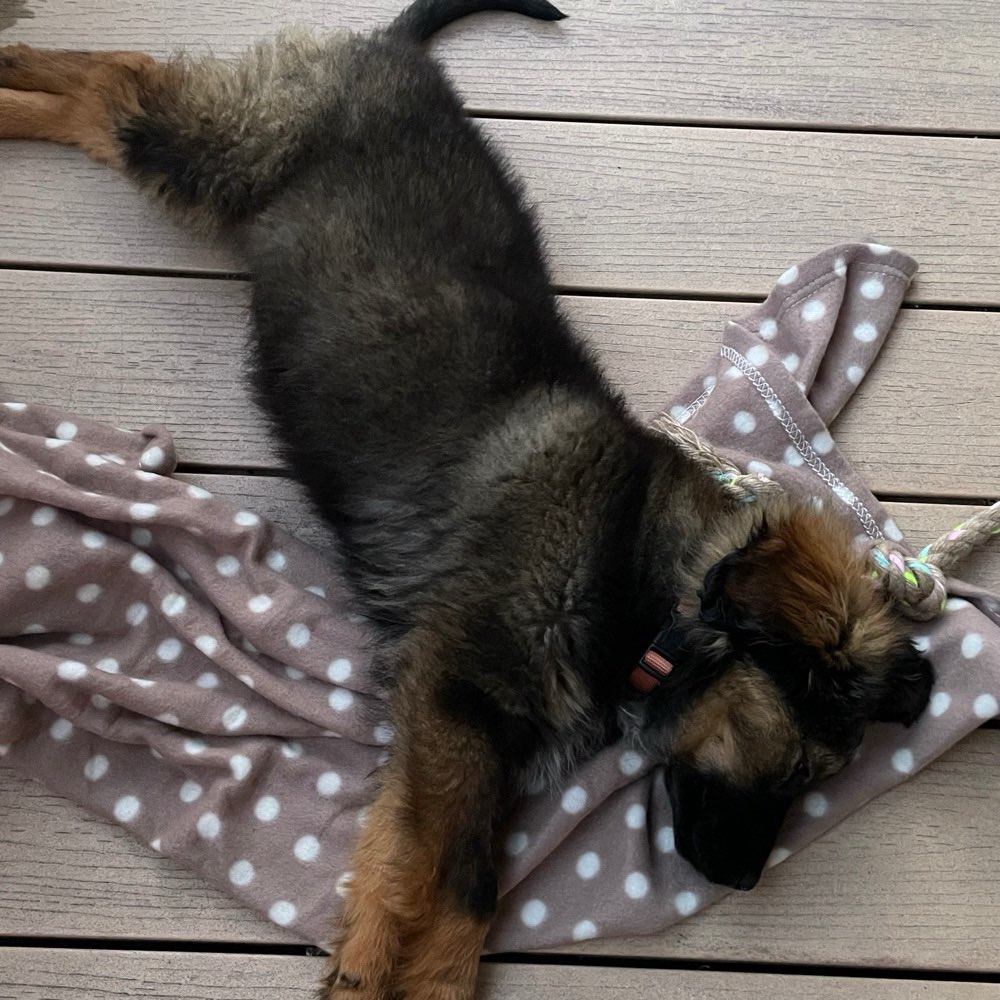 Hundetreffen-Spielen, Toben, Tipps und Tricks☺️-Profilbild