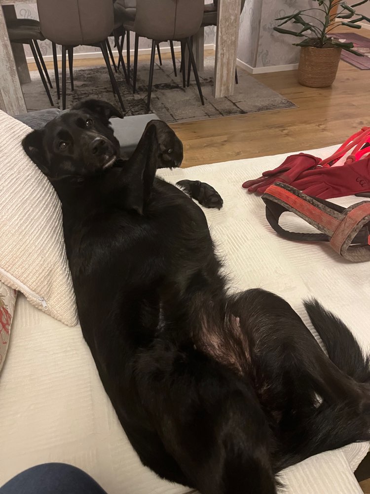 Hundetreffen-Spazieren gehen-Profilbild