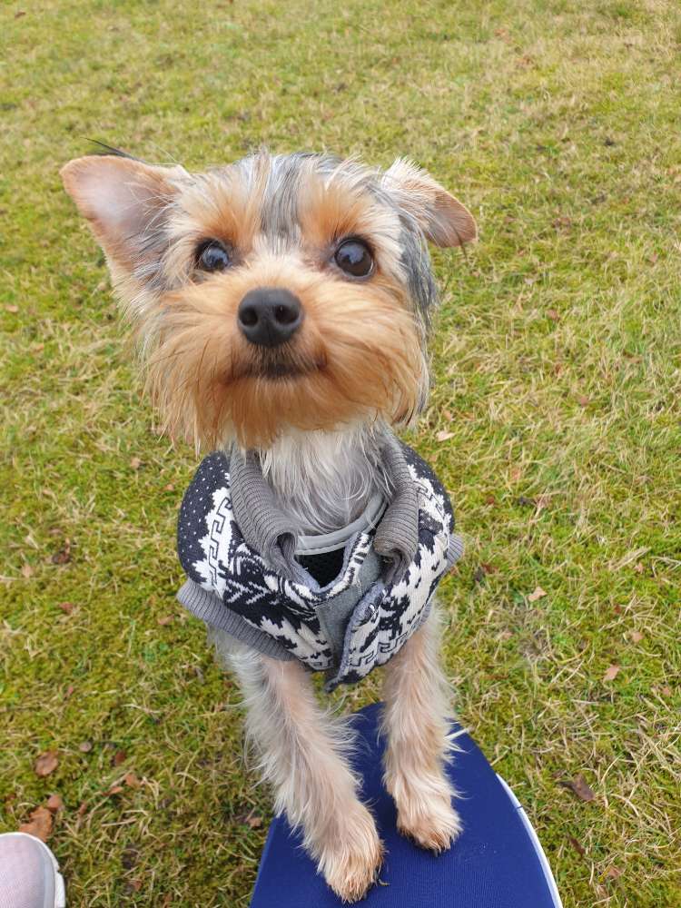 Hundetreffen-Kleine Rassen zum Spielen gesucht-Profilbild