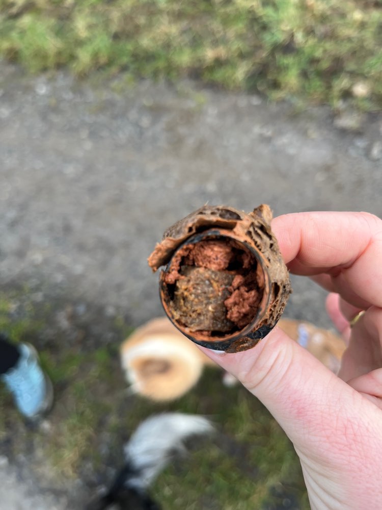 Giftköder-Vermutlich ein Giftköder-Profilbild