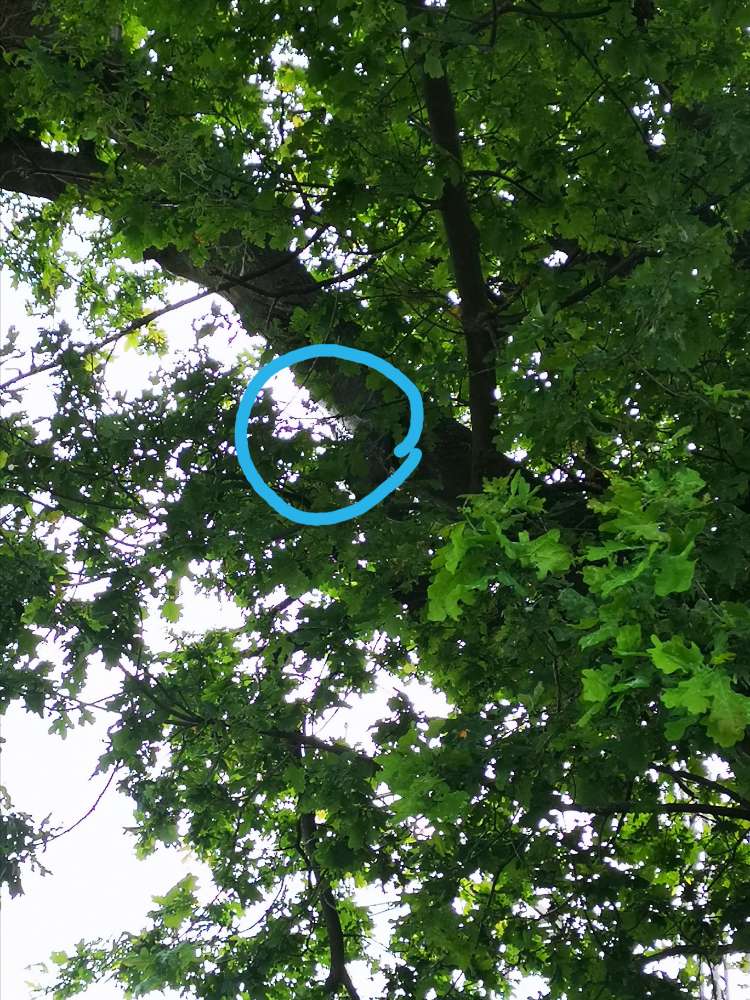 Giftköder-Eichenprozessionsspinner-Profilbild