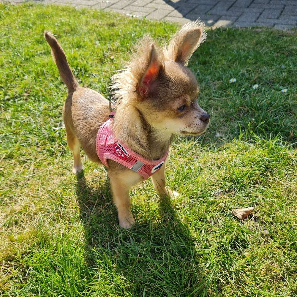 Hundetreffen-Welpentreff-Profilbild