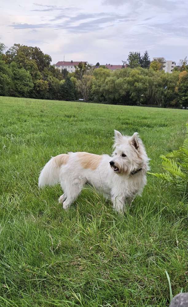 Hundetreffen-Spaß für Mensch und Tier-Profilbild