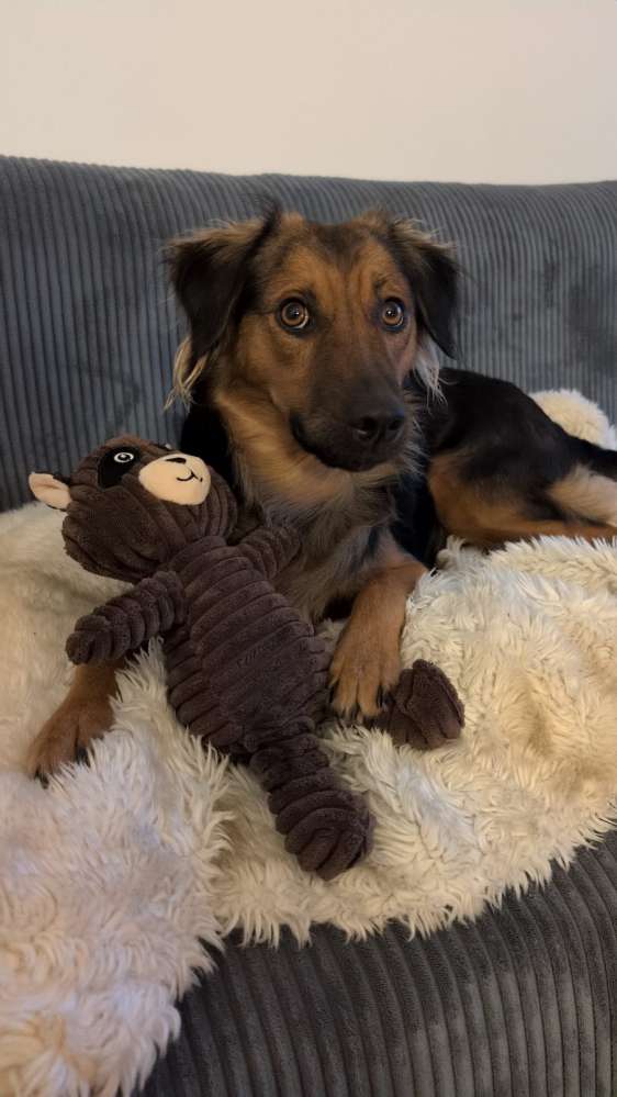 Hundetreffen-Spazierengehen/Spielen/Kennenlernen-Profilbild