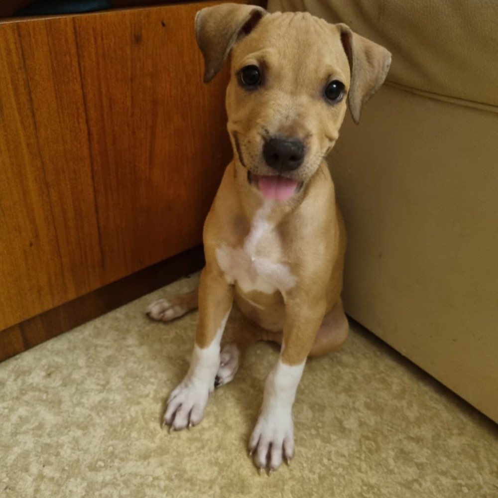 Hundetreffen-In Weissach-Profilbild