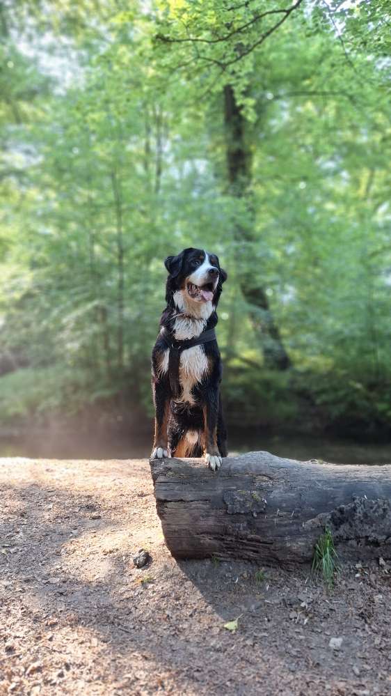 Hundetreffen-Gassirunde-Profilbild