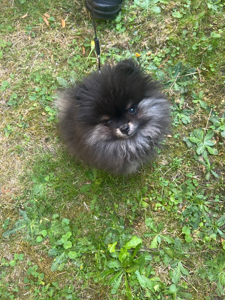 Hundetreffen-Ruhige Gassi-Partner für meinen Welpen-Profilbild