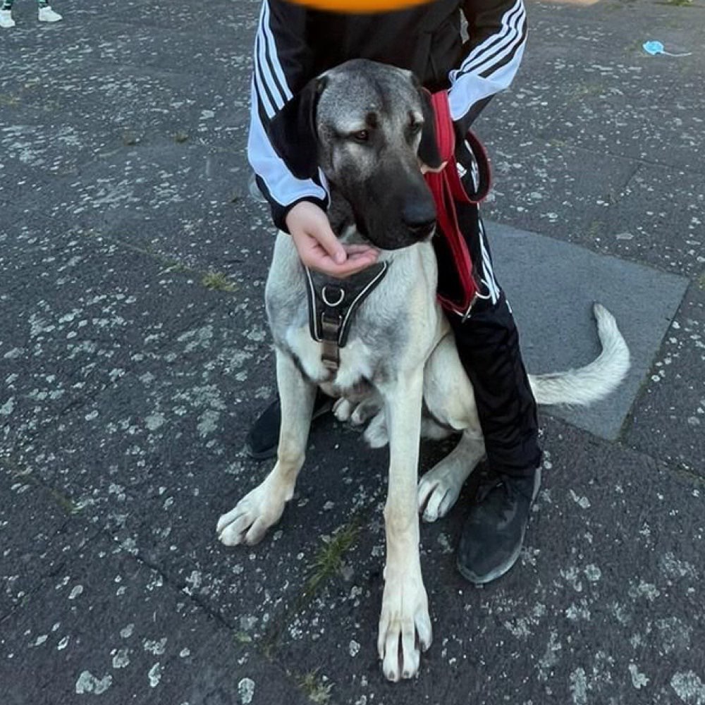 Hundetreffen-Junghund treffen zum austoben-Profilbild