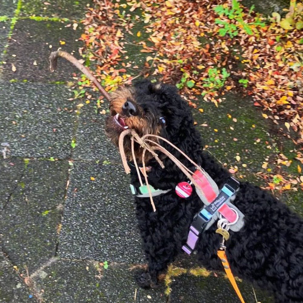 Hundetreffen-Hundesitter für 1-2 mal in der Woche gesucht-Profilbild