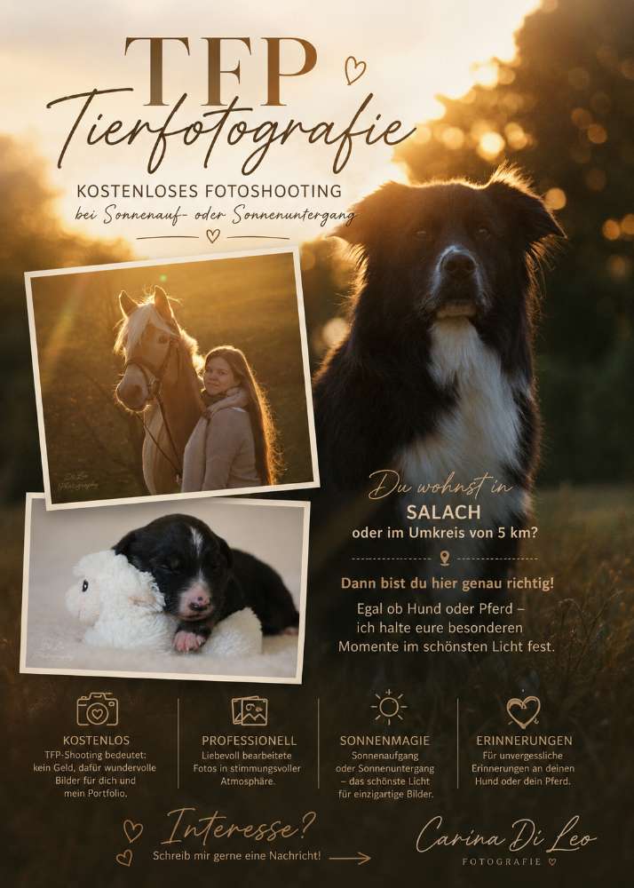 Hundetreffen-Tiermodels für meine Homepage gesucht – Kostenloses TFP-Shooting-Profilbild