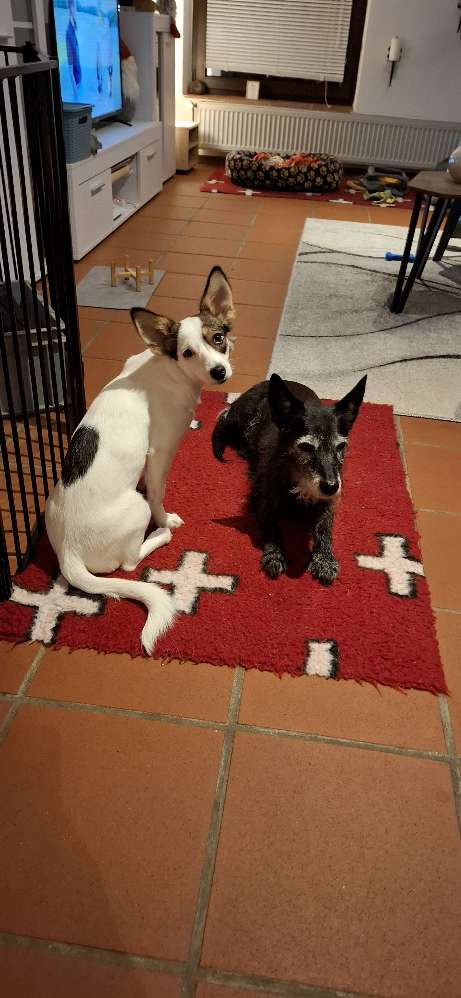 Hundetreffen-Wir suchen liebe Menschen zum gemeinsamen Spazierengehen /Austausch-Profilbild