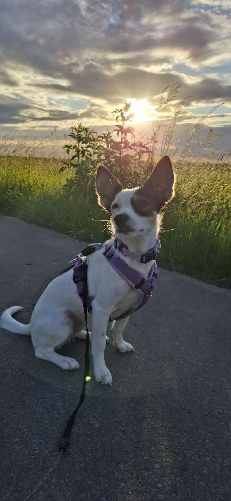 Hundetreffen-Gemeinsam spielen, spazieren gehen, Sich austauschen-Profilbild