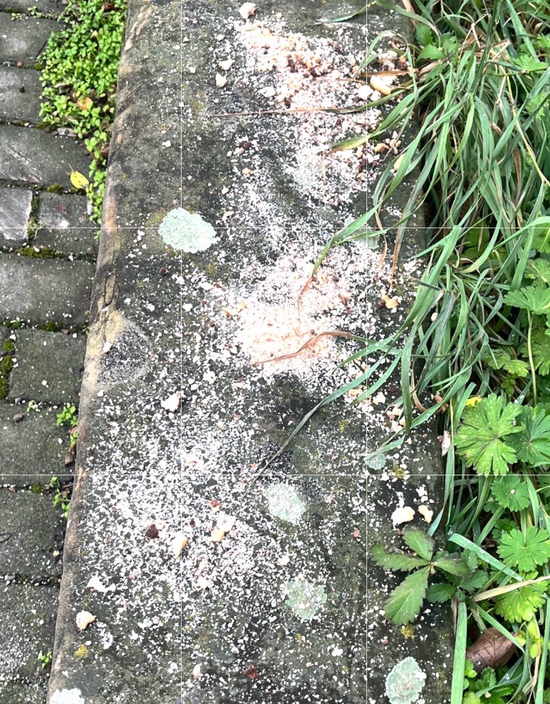 Giftköder-Brotkrümel verstreut- vlt mit Giftköder-Profilbild