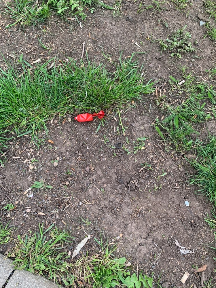 Giftköder-Mögliche Giftköder verteilt-Profilbild