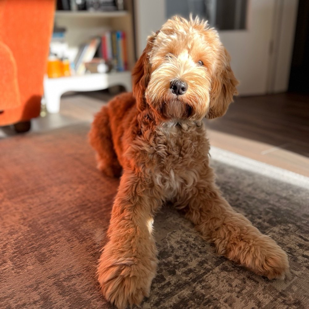 Hundetreffen-Spielrunde-Profilbild