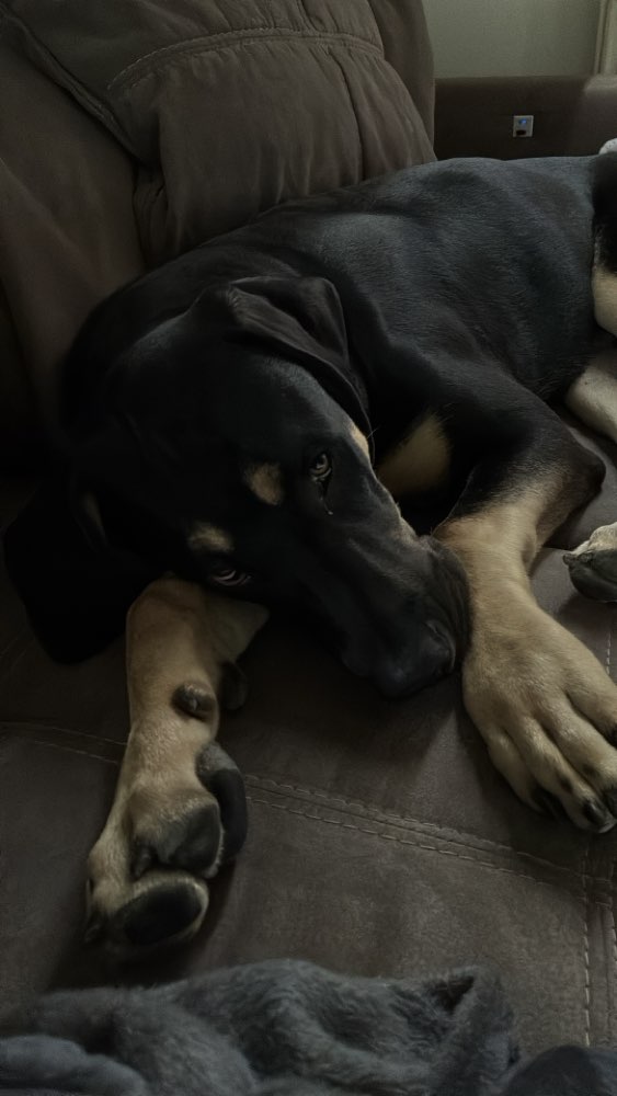 Hundetreffen-Spieltreffen-Profilbild