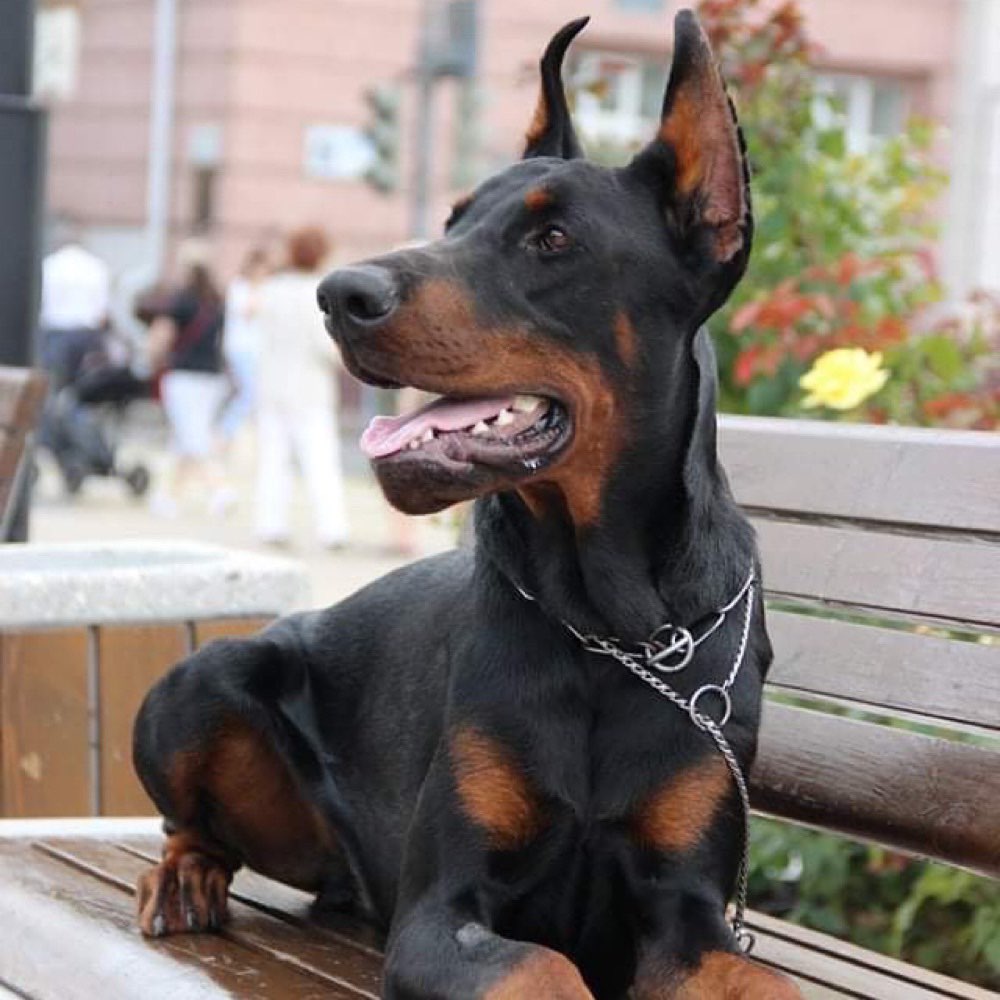 Hundetreffen-Gassirunde in Hamburg Marienthal-Profilbild