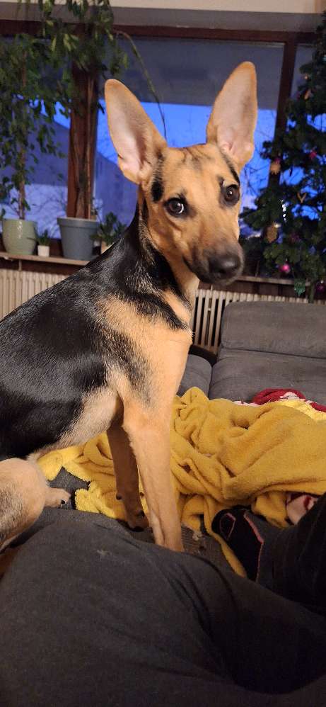 Hundetreffen-Junghund-Profilbild