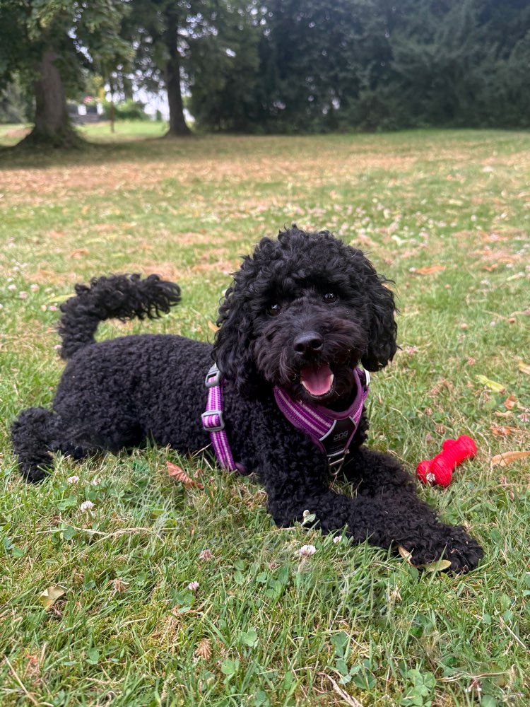Hundetreffen-Gemeinsame Gassirunden-Profilbild