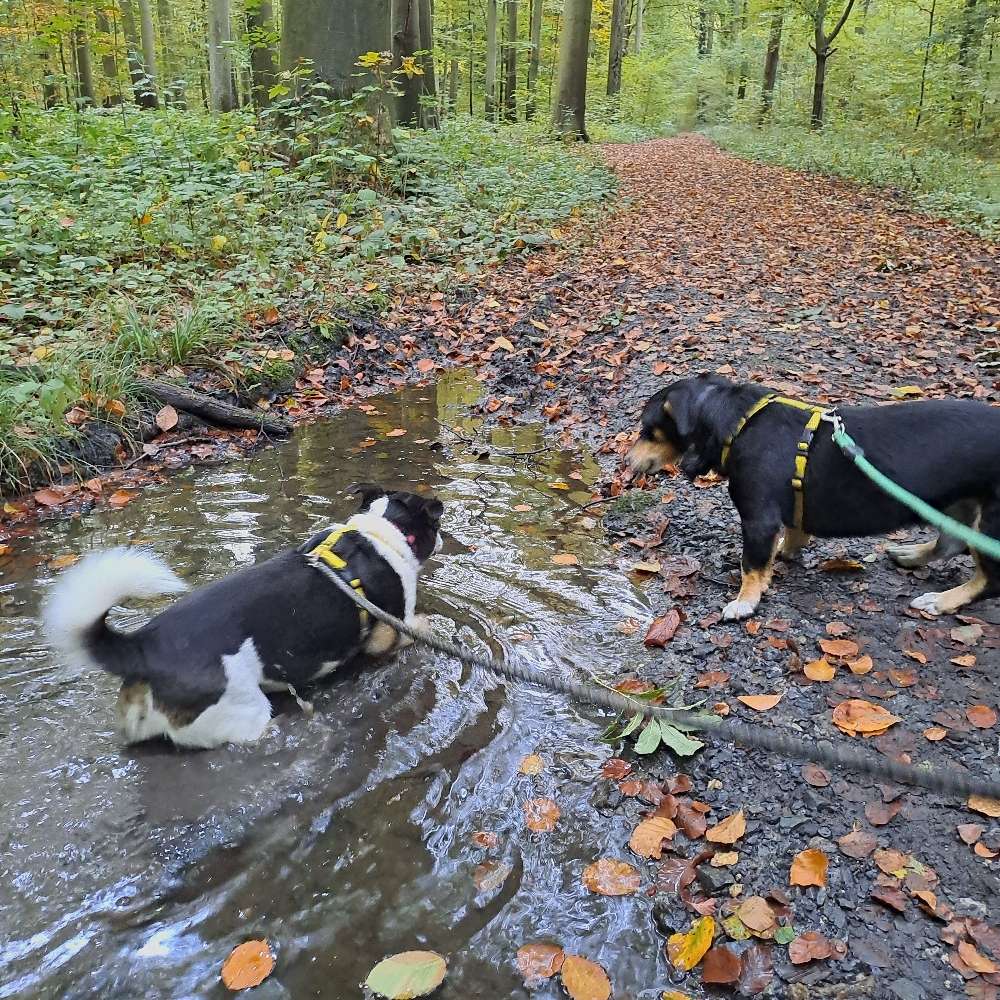 Hundetreffen-Gemeinsame Spaziergänge-Profilbild