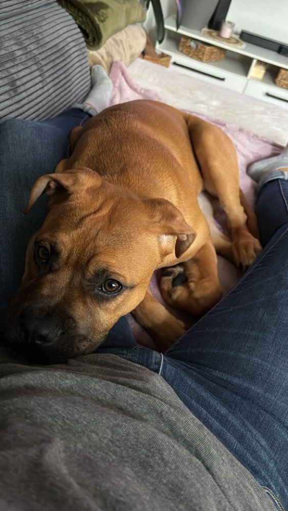 Hundetreffen-Spielrunde und Gassirunde-Profilbild