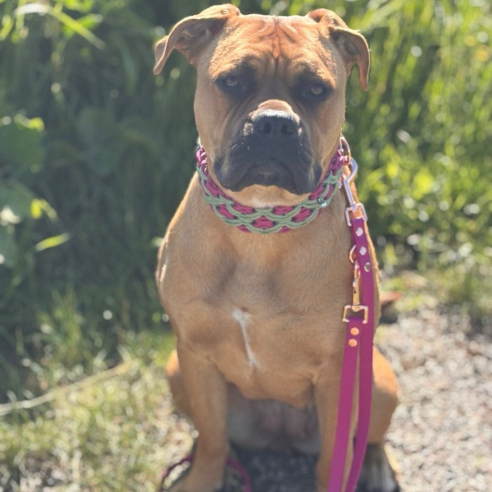 Hundetreffen-Spielrunde und Gassirunde-Profilbild