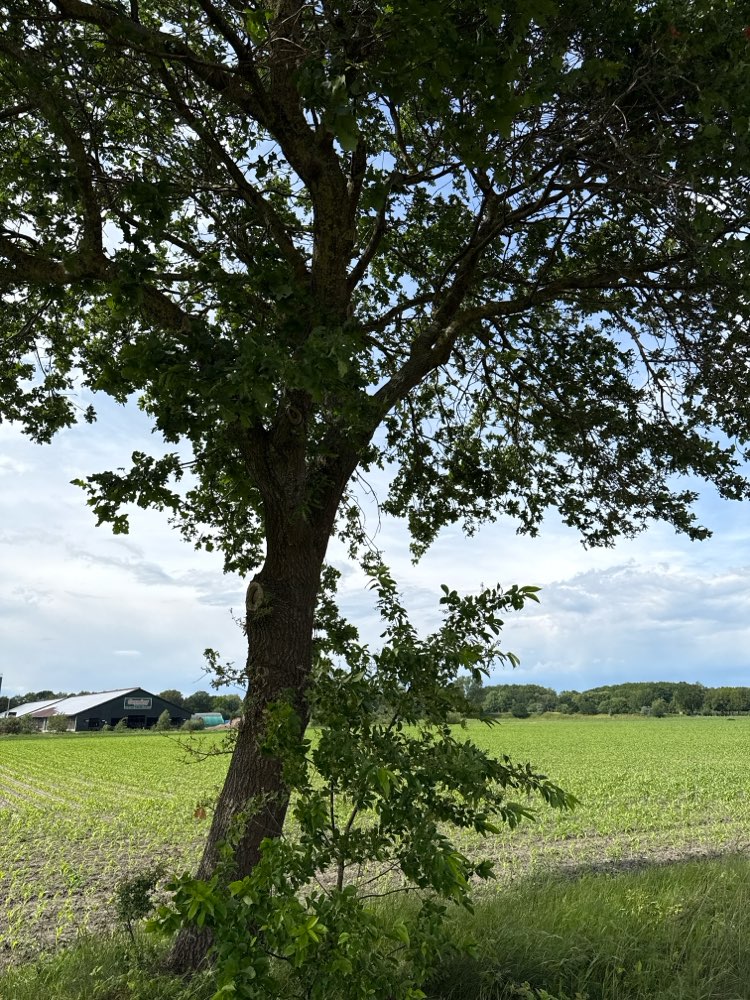 Giftköder-Eichenprozessionsspinner-Profilbild